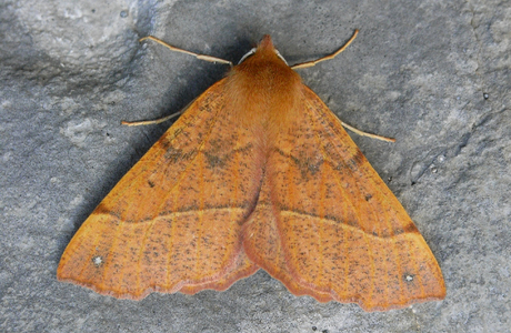 Federfühler-Herbstspanner (Colotois pennaria) - © Rupert Fauster